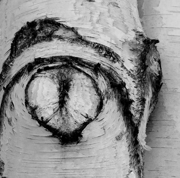 Birch 7139bw.jpg